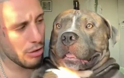 This is a dog that gets along well with its owner!