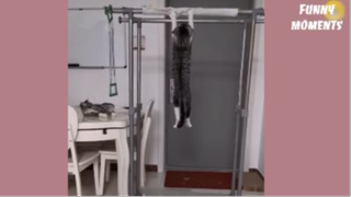 fm6 - giải trí cùng thú cưng hài hước