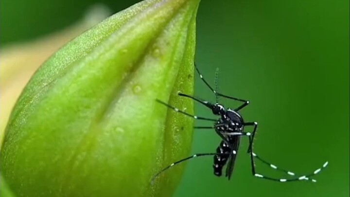 Mosquitoes, scorned for thousands of years, have finally found their purpose — Biomimetic Technology