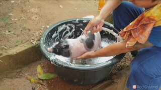 🐖หมูแคระก็คือหมูแคระนะไม่ใช่หมูยักษ์555ใช่ไหมรวย😂🤣🐖