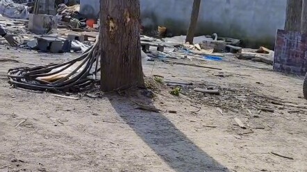 Woman films her family’s big gander — he only ever goes to his owner! Netizens: “They’re true love; 