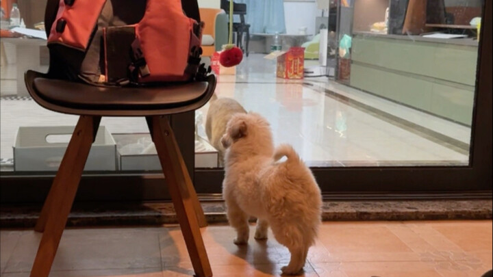 The little lamb has been officially on staff and is starting to set the rules.