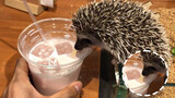 Hedgehog Drunk My Drink? Hedgehog Cafe In Asakusa, Tokyo, Japan
