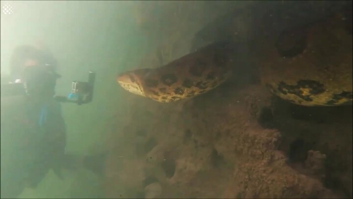 Perekaman super dekat di bawah air: Piton raksasa!