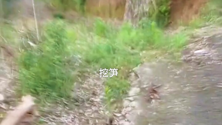 Digging for bamboo shoots