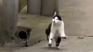 奶牛喵:What's up!这年轻喵！唉，我好像也会！