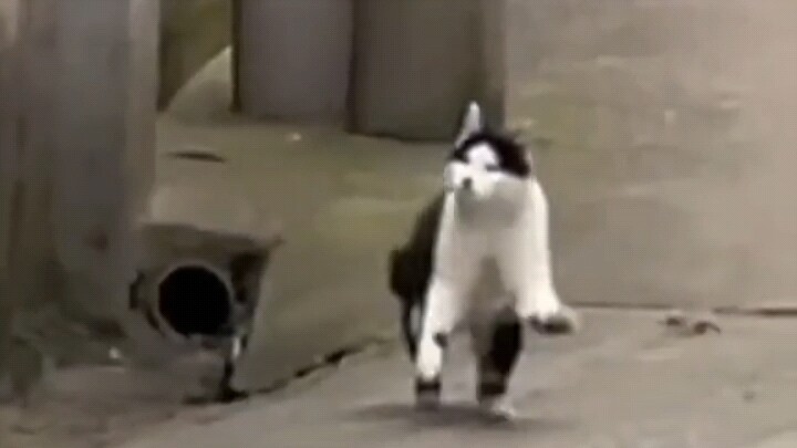 奶牛喵:What's up!这年轻喵！唉，我好像也会！