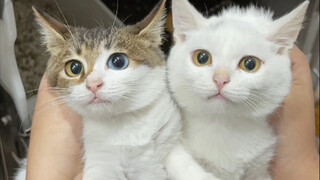 At the Qingdao adoption event, 14 cats were brought there, and 17 were adopted.