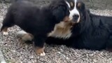 Khi một con chó lớn nhìn thấy một phiên bản thu nhỏ của chính nó, con chó lớn đã hoàn toàn bối rối! 