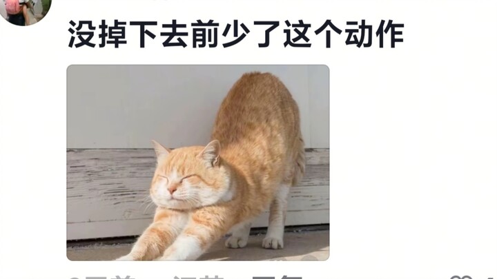 Yawning while wanting to shake off fur, shaking off fur while wanting to stretch, and stretching whi