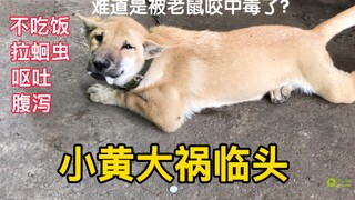 小黄狗口吐白沫，不会是中鼠毒了吧？这次大祸临头了