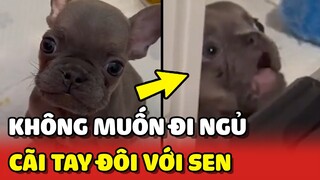 Chú chó Bull CÃI TAY ĐÔI với Sen vì không muốn đi ngủ 😂 | Yêu Lu