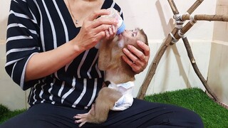Obedient Baby Lion Sit Drinking Milk Very Soft Eyes