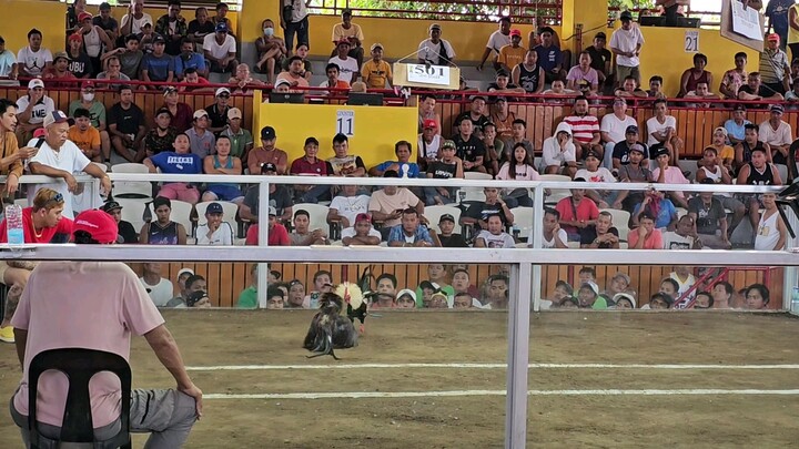 5cock offcolor QCBA Ldb 1st fyt win