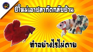 ปีใหม่หยุดยาวจะเอาปลากัดกลับบ้านด้วยควรทำอย่างไรสไตล์korattv