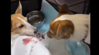 狗狗了解彼此的痛苦