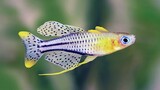 5 jenis ikan hias yang cocok untuk aquascape