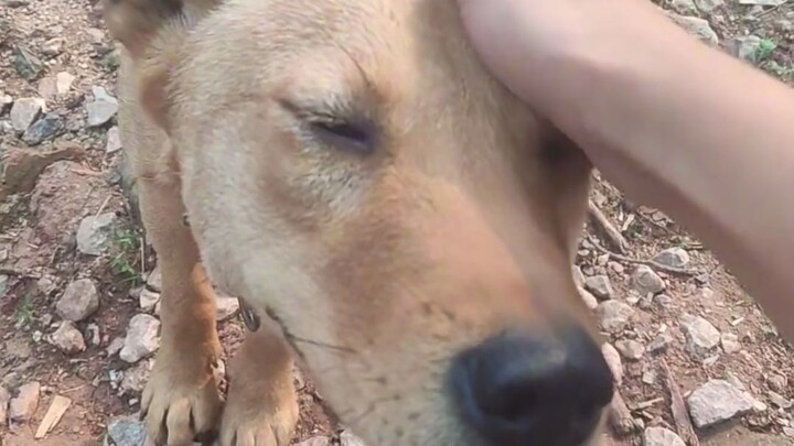 Anjing Besar TV