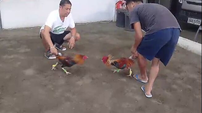 3 Way Gull vs Lemom 1 X Winner