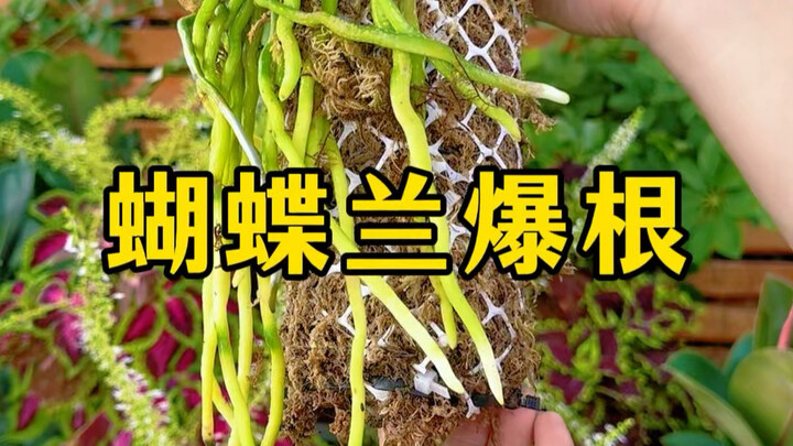 [Master Lin’s Flower‑Raising Tips] The creator is exploring—welcome to tune in and don’t forget to l