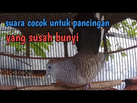 Perkutut lokal gacor suara tebal ampuh untuk pancingan.