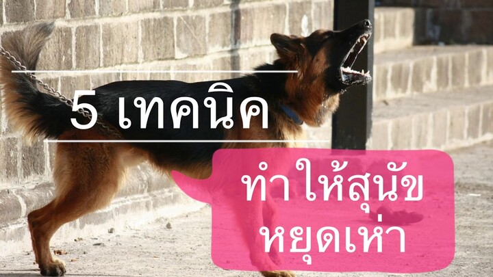 ใครก็ทำได้ 4 วิธีง่ายๆ ทำให้สุนัขหยุดเห่า ไม่สร้างความรำคาญ by Thai Pet Academy