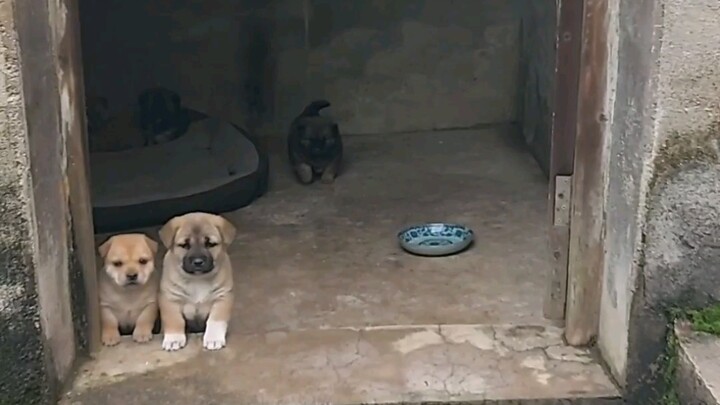 Chó: Mày không có chỗ ở à?