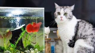 The new betta fish arrived home, and it pouted to tease the cat. The cat said: I will smash the fish