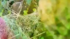 amazing bird #fyp #foryoupage