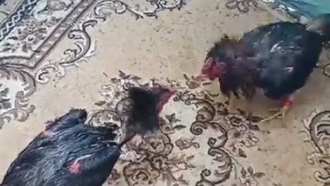 Mr Makunat dance step