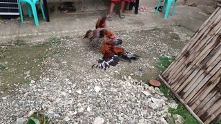 Bulik Hatch VS Kelso Muff spar