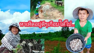 หาเห็ดโคนตามธรรมชาติกับบรรยากาศสวยๆ