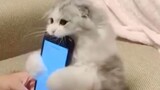 (คลิปแมว)แมวน้อยอย่างฉันน่ารักขนาดนี้ เล่นโทรศัพท์อยู่ได้ รีบมาเล่นกัน