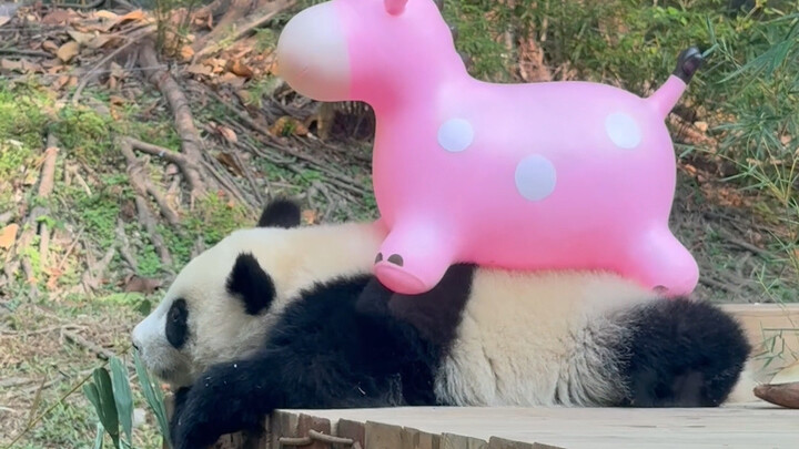 Trái ngược hoàn toàn: Tiểu Phấn Lộc cưỡi Mễ Trư haha, chẳng lẽ con hươu cao cổ cổ ngắn này tên là Xu