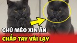 Chú mèo CHẤP TAY VÁI LẠY để XIN ĂN khiến mọi người thích thú 😂 | Yêu Lu