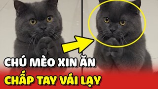 Chú mèo CHẤP TAY VÁI LẠY để XIN ĂN khiến mọi người thích thú 😂 | Yêu Lu