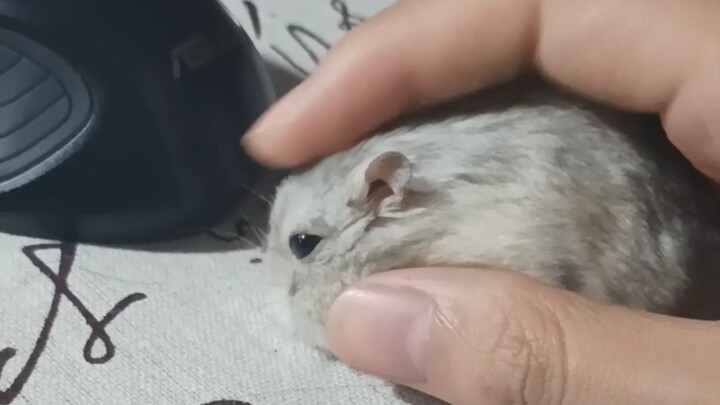 "Mouse"
