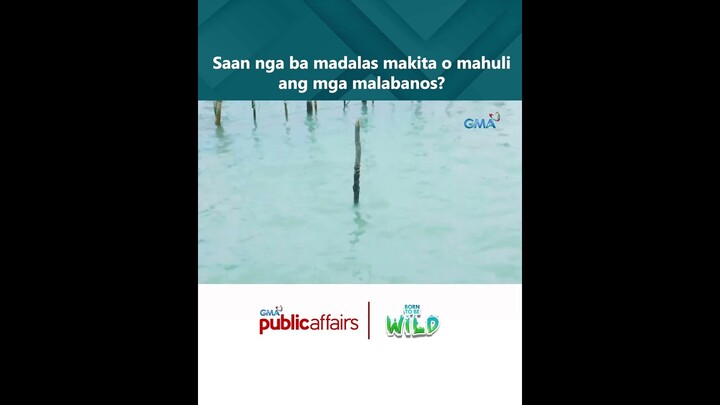 Saan nga ba madalas makita o mahuli ang mga malabanos? | Born to be Wild