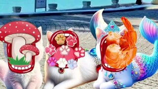 给小猫咪吃好吃的东西