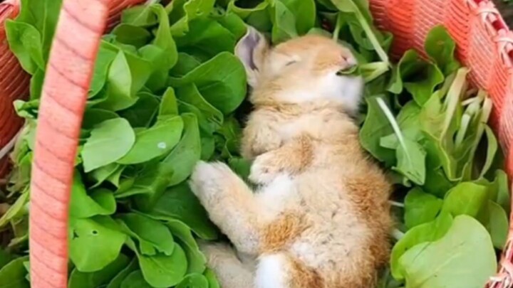 Dễ thương quá, thư thái quá! Món chính đang ăn món phụ!