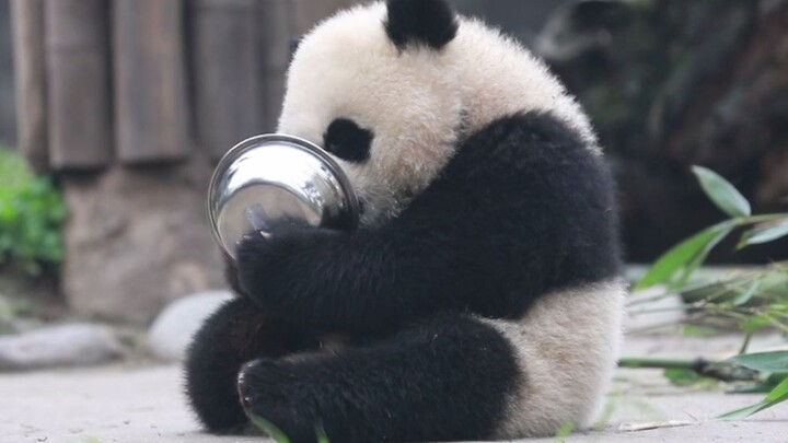 [Panda] Interpretasi sempurna tentang menjilat mangkuk