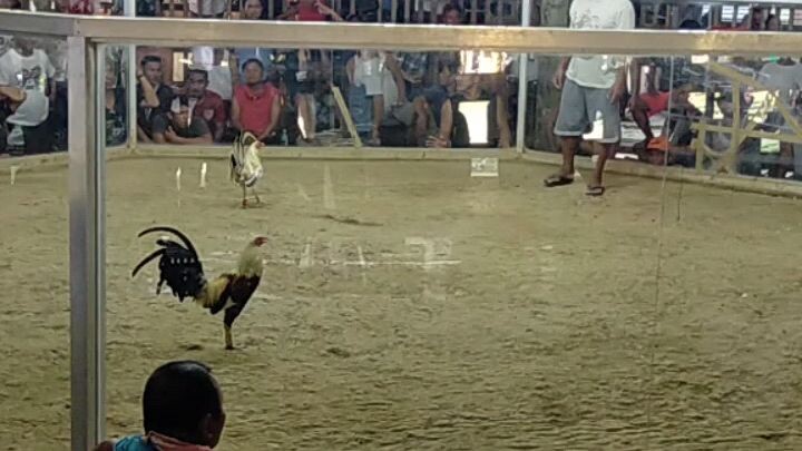 1st flight 2hits win