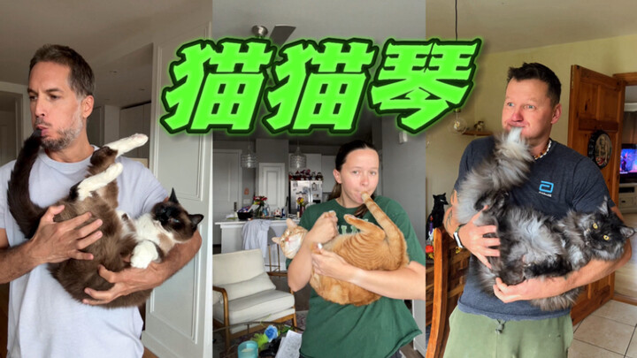 Humans, you can play the cat piano!