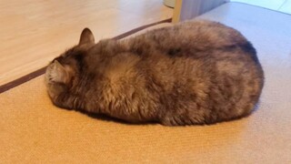 小猫咪会有起床气吗?