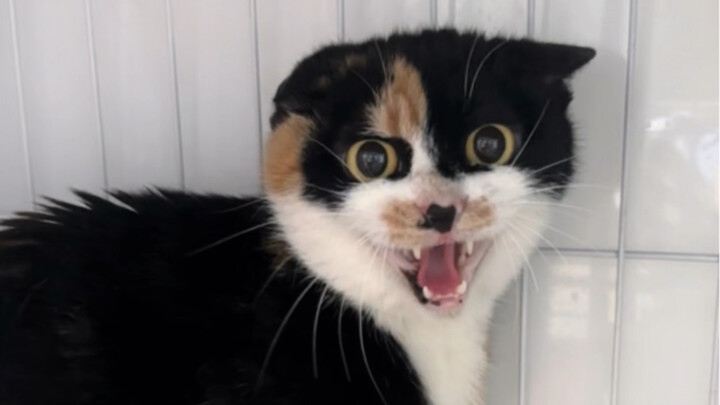 Đại kết cục của Nữ Phi Hiệp! Cả đoạn đều cực kỳ kịch tính, mời bạn nhắm mắt lại để xem!