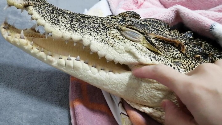 [Động vật]  Miệng cá sấu không hôi mà rất thơm!!