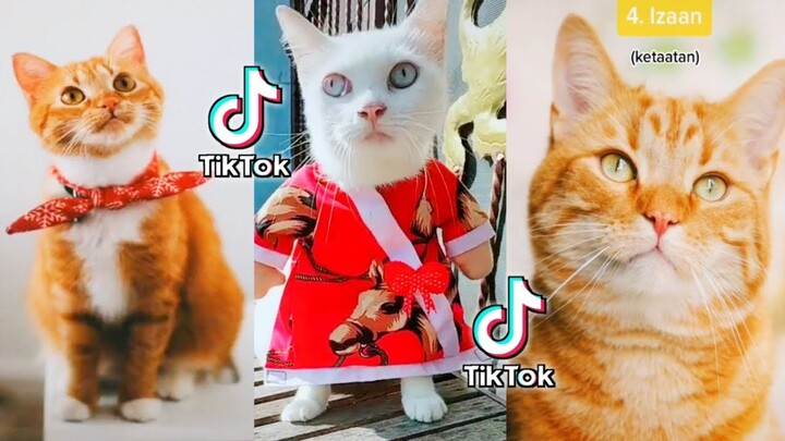 Kumpulan video Kucing super Cute 2020 - Aleasigi the sister