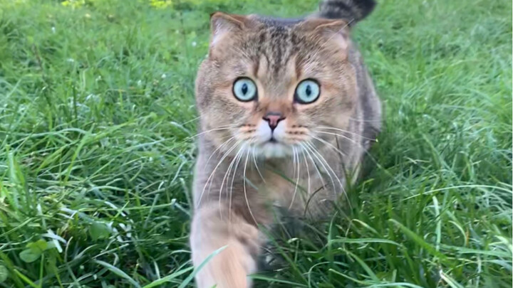 The cat I just sold ran back on its own.