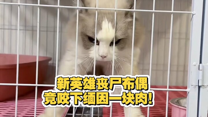 New hero Zombie Puppet performance review! "Xiaofeng Puppet Cat 9.26 Live Stream Replay"