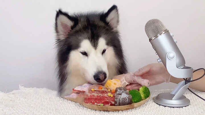 A Dog With Obsessive-Must Eats As Its Own Order